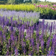 Шалфей дубравный West-Friesland