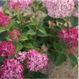 Гортензия древовидная Ruby Annabelle