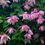 Клематис (княжик) Pink Flamingo