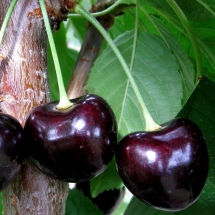 Черешня Этика