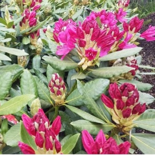 Рододендрон вечнозелёный гибридный Nova Zembla