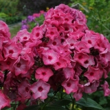 Флокс метельчатый Fairytail of the Ural