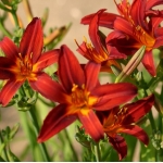 Лилейник Crimson Pirate