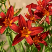 Лилейник Crimson Pirate