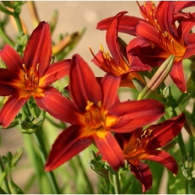 Лилейник Crimson Pirate