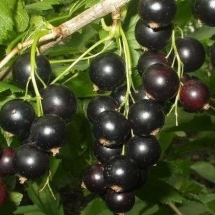 Смородина черная Зеленая дымка