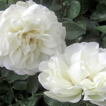 Роза White Meidiland