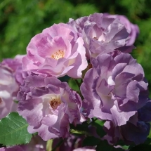 Роза флорибунда Blue for you