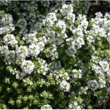 Тимьян ползучий Albus