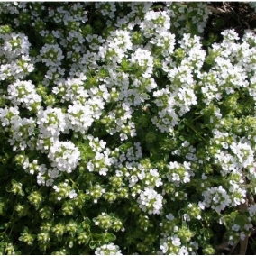 Тимьян ползучий Albus