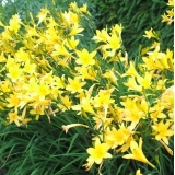 Лилейник желтый