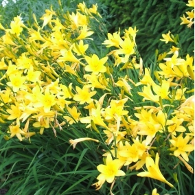Лилейник желтый