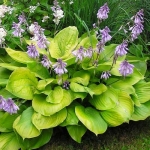 Хоста Sum and Substance