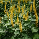 Бузульник узкоголовый The Rocket