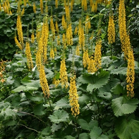 Бузульник узкоголовый The Rocket