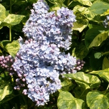 Сирень обыкновенная Aucubaefolia