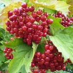 Калина обыкновенная Гранатовый Браслет