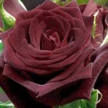 Роза чайно-гибридная Black baccarat