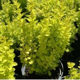 Барбарис Тунберга Maria