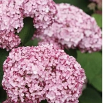 Гортензия древовидная Sweet Annabelle