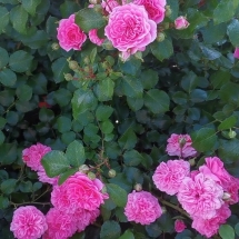 Роза почвопокровная Les Quatre Saisons