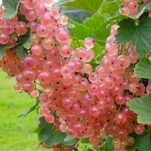 Смородина красная Голландская розовая