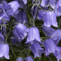 Колокольчик персиколистный Swinging Bells Blue