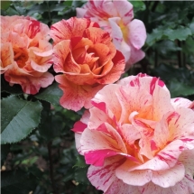 Роза флорибунда Camille Pissarro