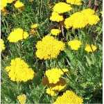 Тысячелистник таволговый Coronation Gold