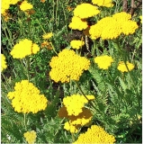 Тысячелистник таволговый Coronation Gold