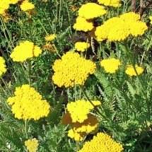 Тысячелистник таволговый Coronation Gold