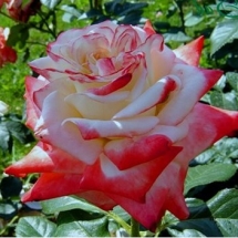 Роза чайно-гибридная Imperatrice Farah