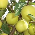 Яблоня Айнур