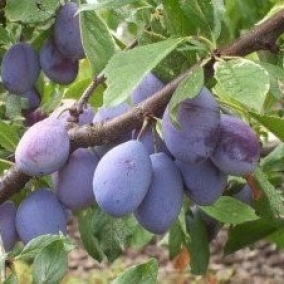 Слива Венгерка Дубовская