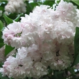 Сирень обыкновенная Красавица Москвы