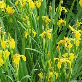 Ирис болотный (аировидный)