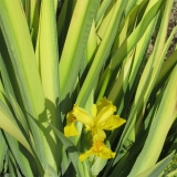 Ирис болотный (аировидный) Variegata