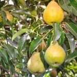 Груша Елена