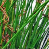 Схеноплектус (камыш) озерный