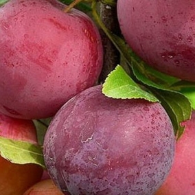 Алыча Найдена