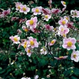 Ветреница (Анемона) войлочная Robustissima