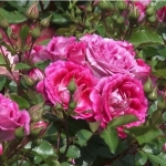 Роза флорибунда Let's Celebrate