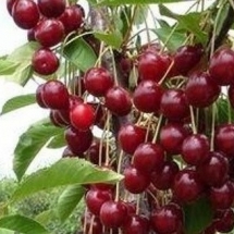 Вишня Волочаевка