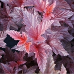 Пузыреплодник калинолистный Schuch