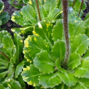 Камнеломка Арендса