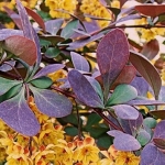 Барбарис обыкновенный Atropurpurea