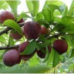 Слива Аленушка