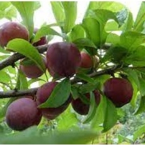 Слива Аленушка