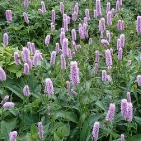 Горец змеиный Superba