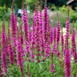 Дербенник иволистный Rosy Gem